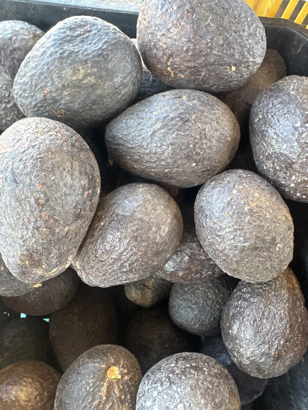 Aguacate Hass